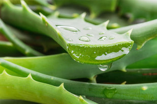 Aloe Vera Extract