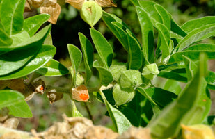 KSM-66 Ashwagandha