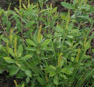 Stillingia Root