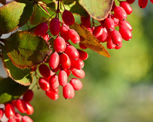 Berberine