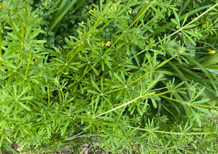 Cleavers