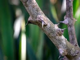 Prickly Ash Bark