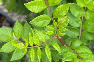 Prickly Ash Bark