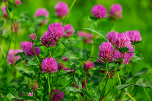 Red Clover Blossom