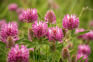 Red Clover Flower